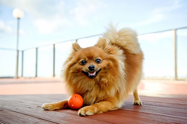 Pomeranian Boo Özellikleri ve Bakımı 