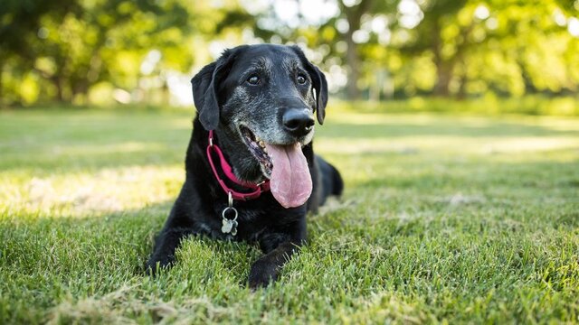 köpekler nasıl doğum yapar