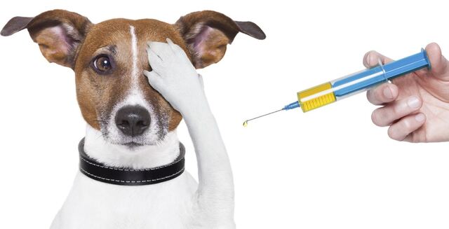 Mutlaka Yaptırmanız Gereken 10 Köpek Aşısı