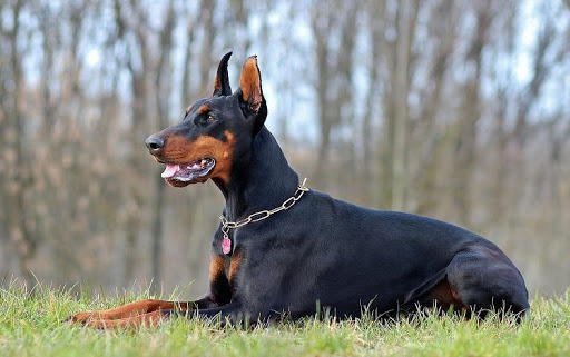 Doberman Pinscher Özellikleri ve Bakımı