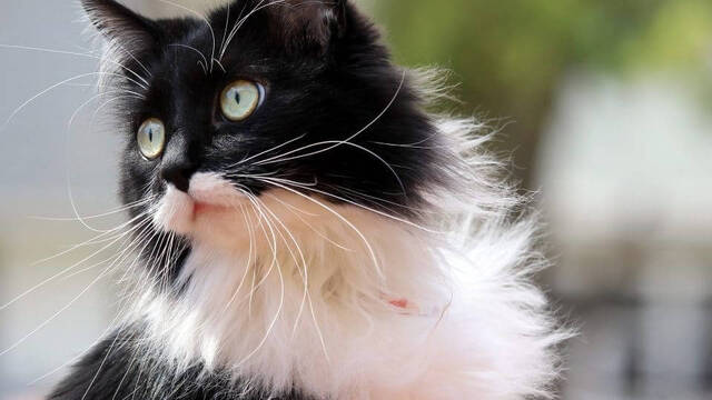 Smokin Kedisi (Tuxedo) Özellikleri ve Bakımı