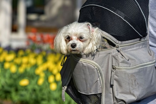 En Kullanışlı 10 Köpek Taşıma Çantası