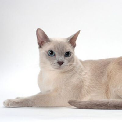 Tonkinese Kedi Irkı Özellikleri ve Bakımı
