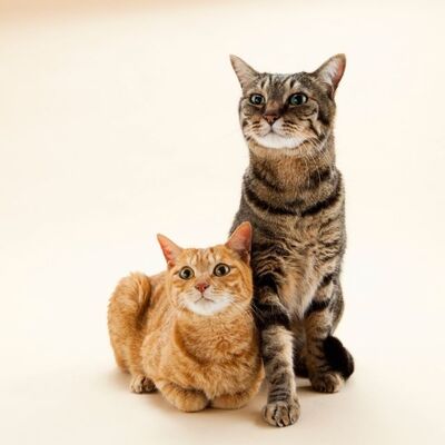Erkek Kedi ile Dişi Kedi Arasındaki Farklar