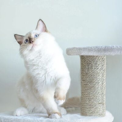 Kedi Sahiplenmeden Önce Dikkat Edilmesi Gereken Noktalar