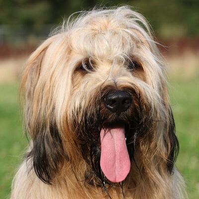 Briard Köpek Irkı Özellikleri ve Bakımı