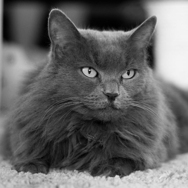 Nebelung Kedi Irkı Özellikleri ve Bakımı