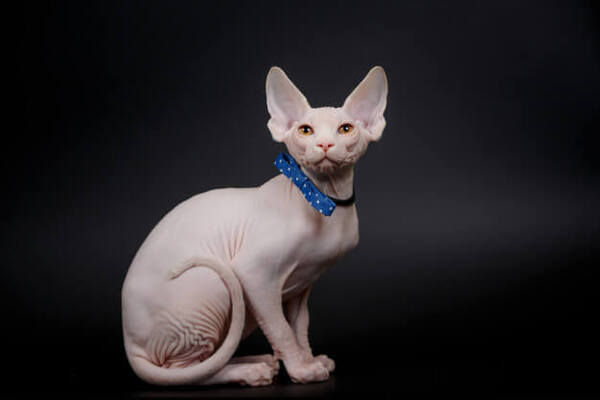 Tüysüz Kedi-Sfenks Bakımı ve Özellikleri