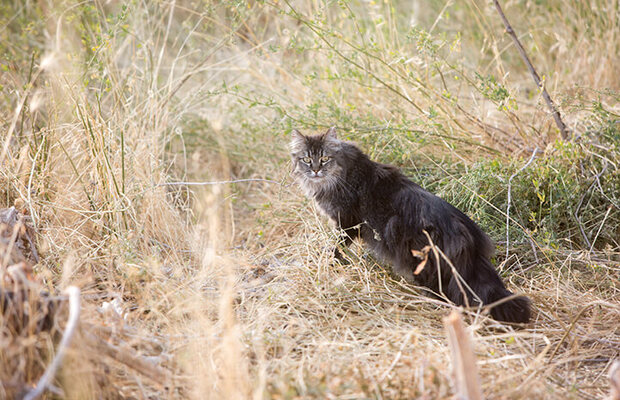 Kayip Kedi Nasil Bulunur Pet Ihtiyac Blog