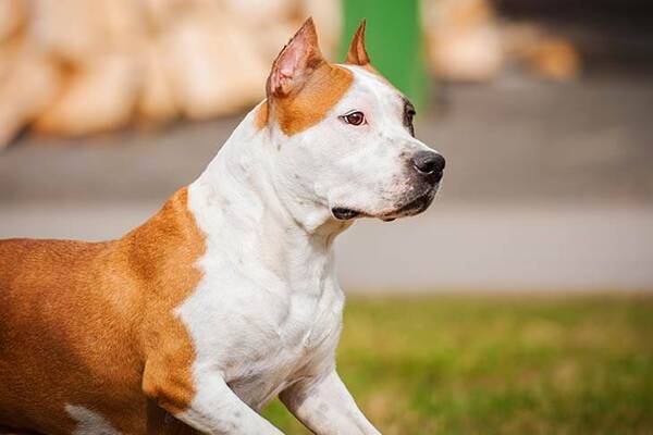 American Staffordshire Terrier Özellikleri ve Bakımı
