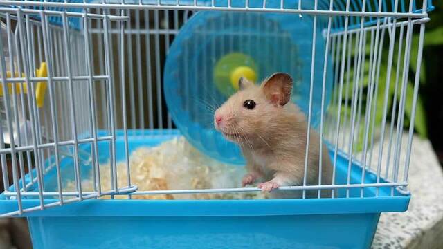 Hamster Beslemeyi Düşünüyorsanız Sahip Olmanız Gereken 5 Ürün