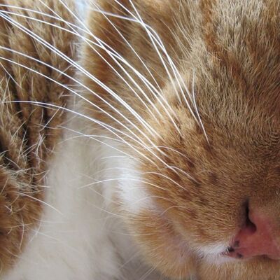 Kedilerin Biyiklari Ne Ise Yarar Kesilir Mi Pet Ihtiyac Kedilerin Biyiklari Ne Ise Yarar Kesilir Mi Pet Ihtiyac