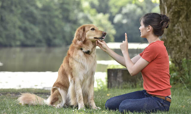 Köpek Havlamasını Engellemenin En Etkili Yolları