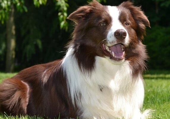 Border Collie Özellikleri ve Bakımı