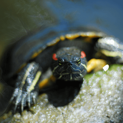 Su Kaplumbağası Sahiplenmek İçin 5 Neden