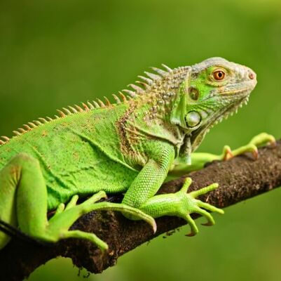 Evcil Hayvan Bakımında Farklı Bir Tercih: İguana 