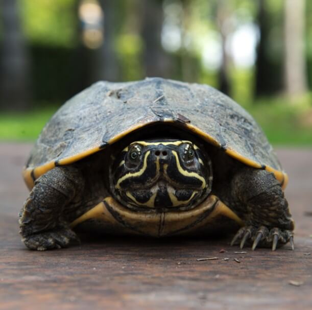 Kara Kaplumbağaları Evde Nasıl Beslenir?