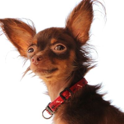 Qattiq porno sikish Galya Xotinimning uy qurilishi erotik fotosuratlari