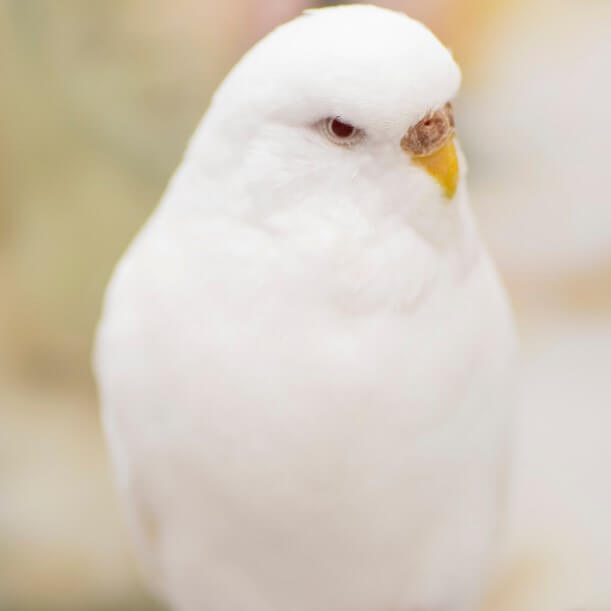 albino muhabbet kuşu