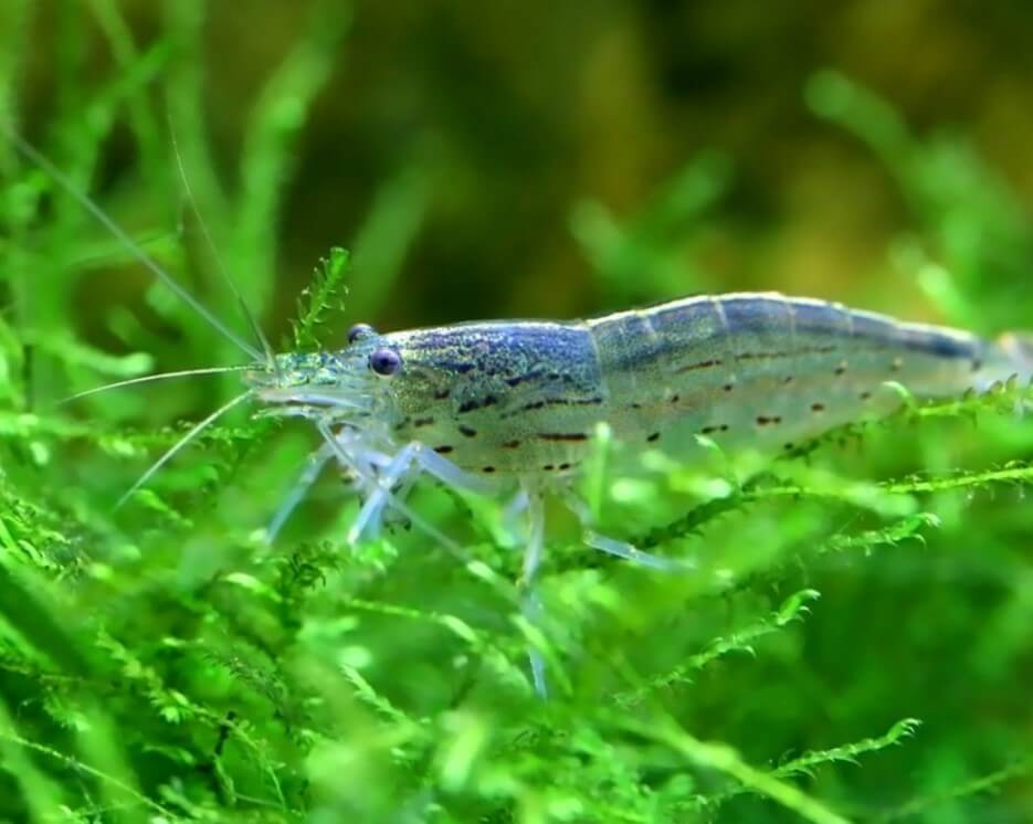 amano karidesi