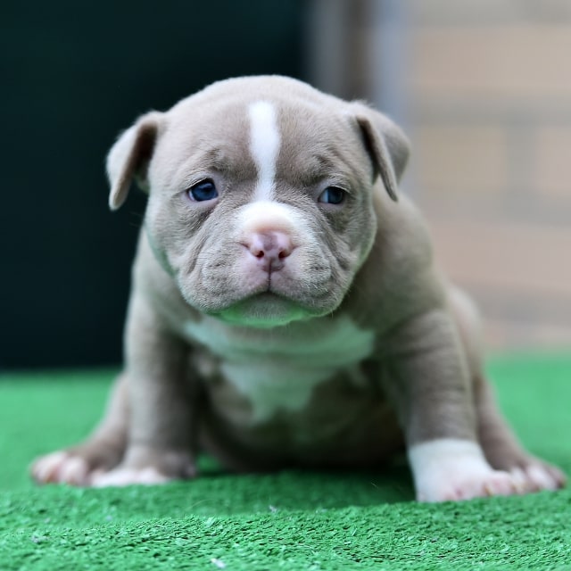 american bully