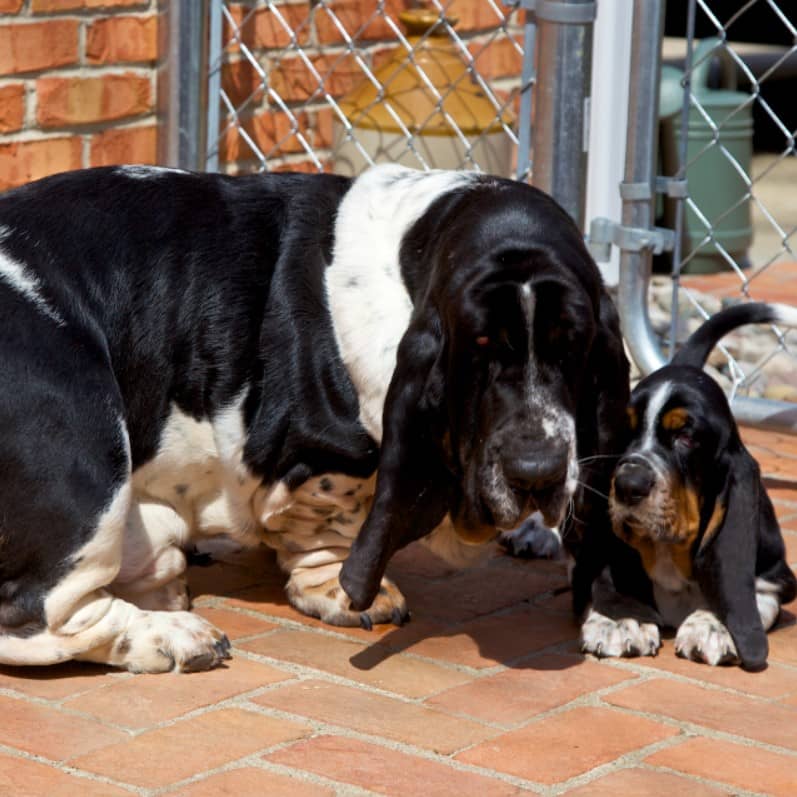 basset hound bakımı