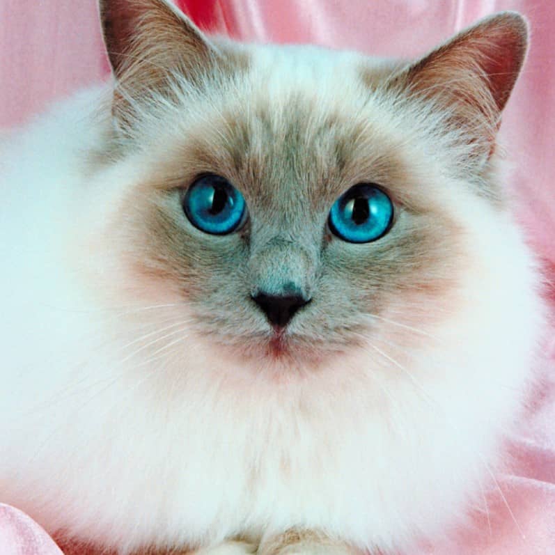 birman kedisi