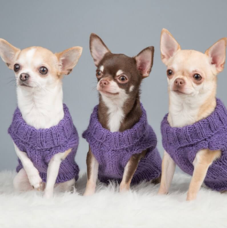 en tatlı köpekler chihuahua