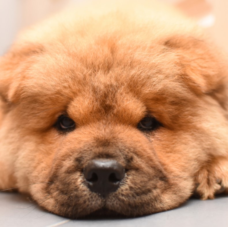 chow chow köpek