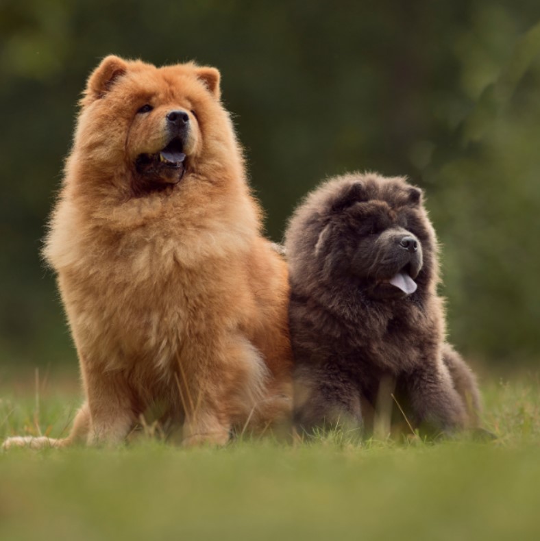 chow chow özellikleri