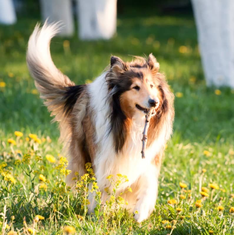 collie özellikleri