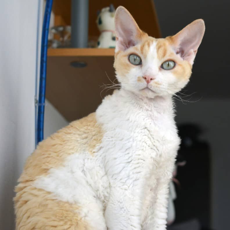 Devonrex özellikleri