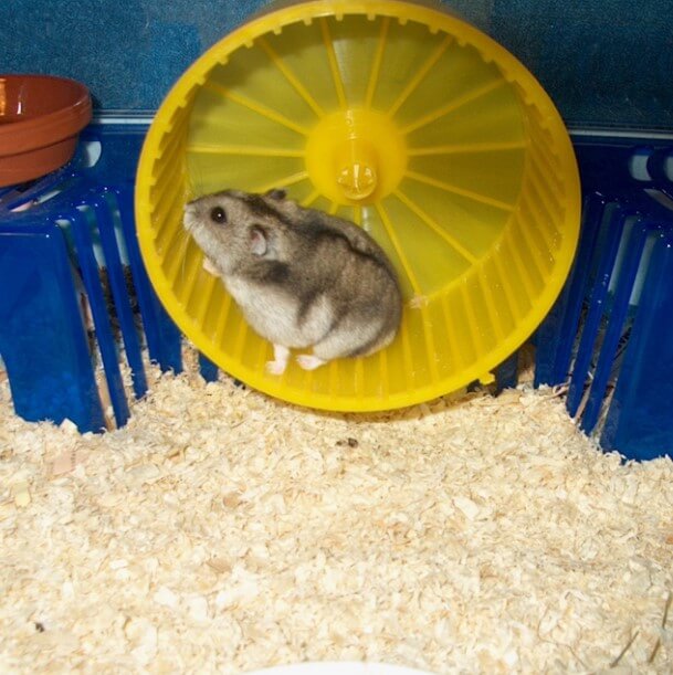 hamster çarkı