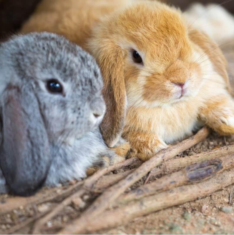 Hollanda Lop Tavsani Ozellikleri Ve Bakimi Pet Ihtiyac Blog