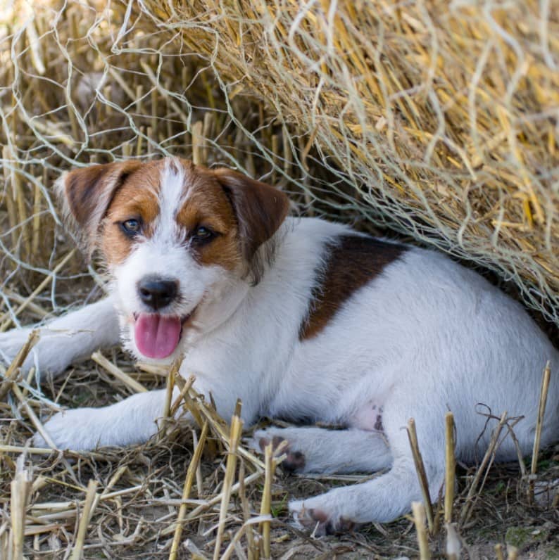 jackrussell özellikleri