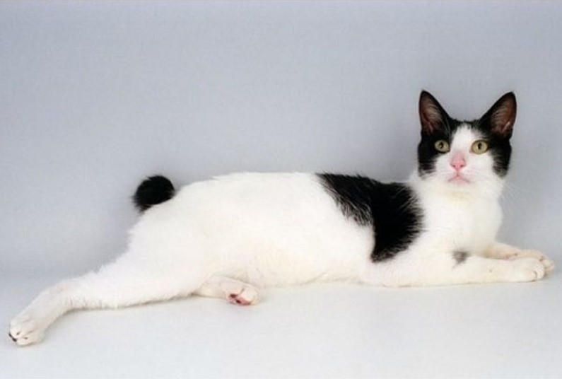 Japanese bobtail kedi