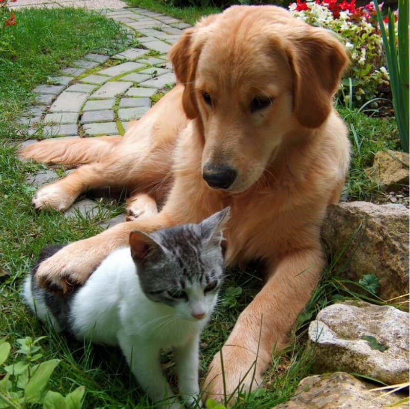 kedi ve köpek