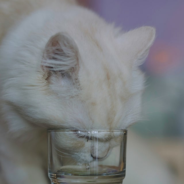 kedilerde su tüketimi