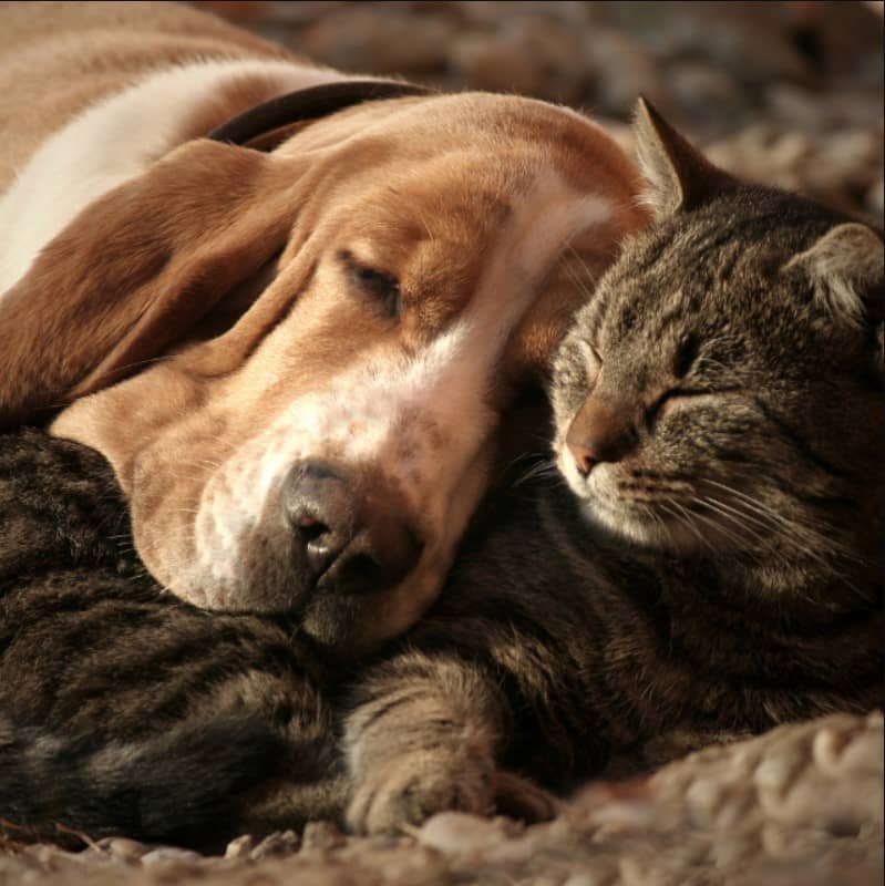 kedi-bassethound