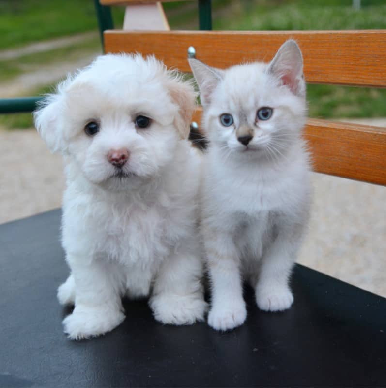 kedi-maltese