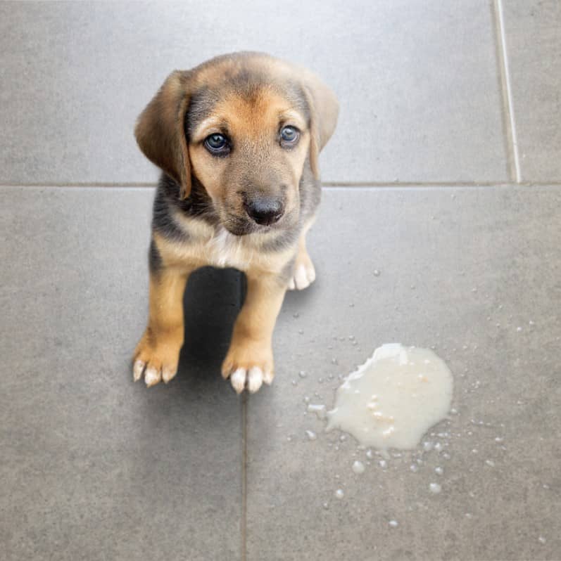 köpeklerde kusma