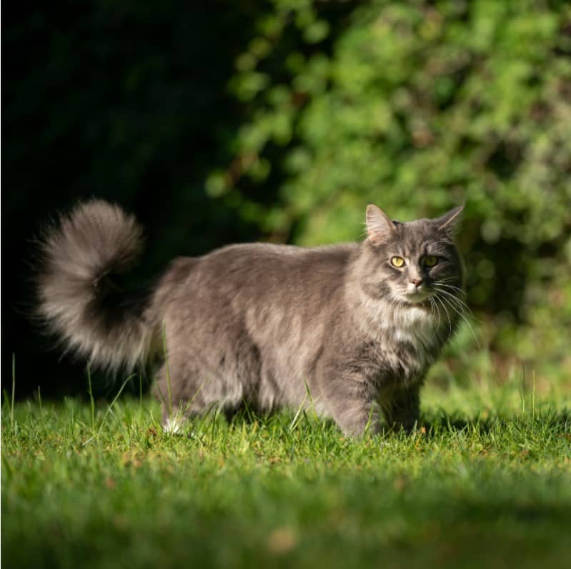 maine coon özellikleri