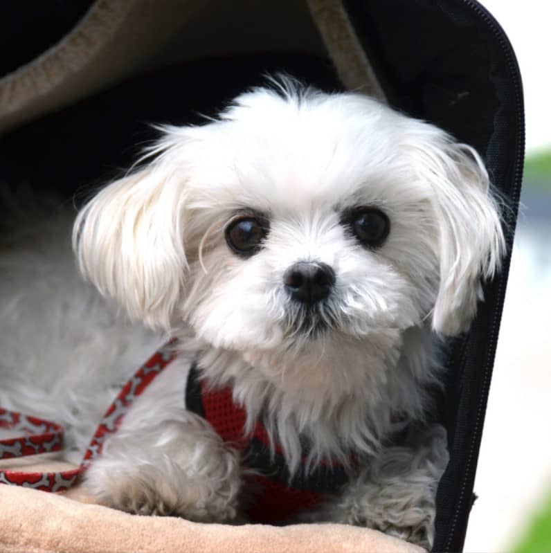 Maltese Terrier Kopek Irki Ozellikleri Ve Bakimi Pet Ihtiyac Blog