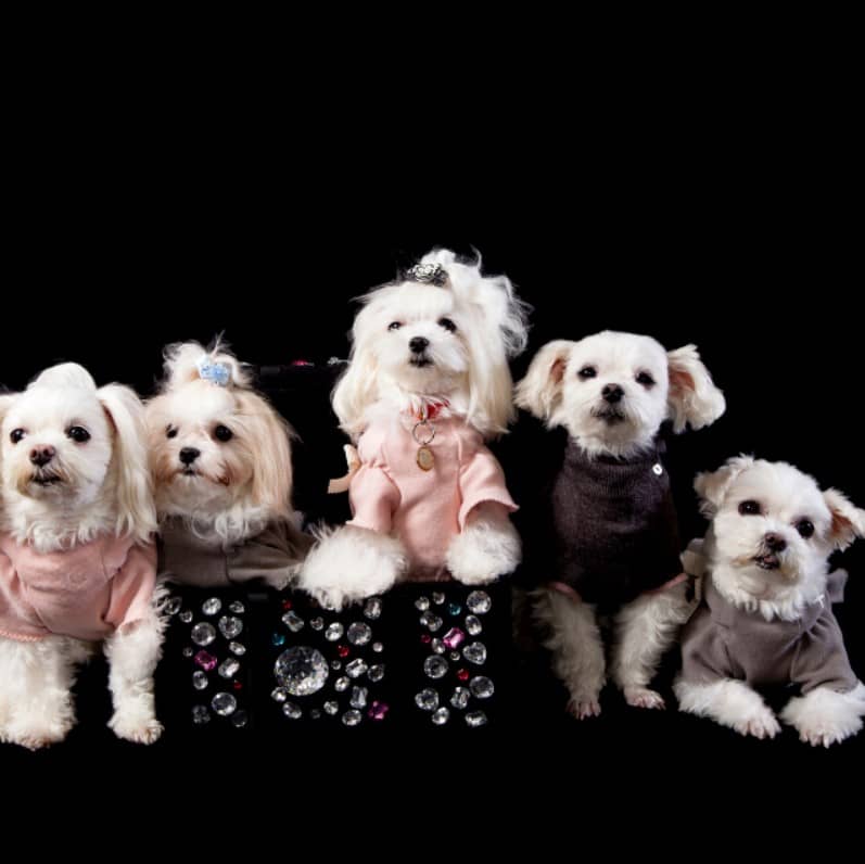 Maltese Terrier Kopek Irki Ozellikleri Ve Bakimi Pet Ihtiyac Blog