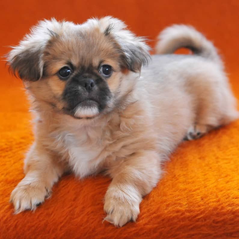 Pekinez Pekingese Ozellikleri Ve Bakimi Pet Ihtiyac Blog