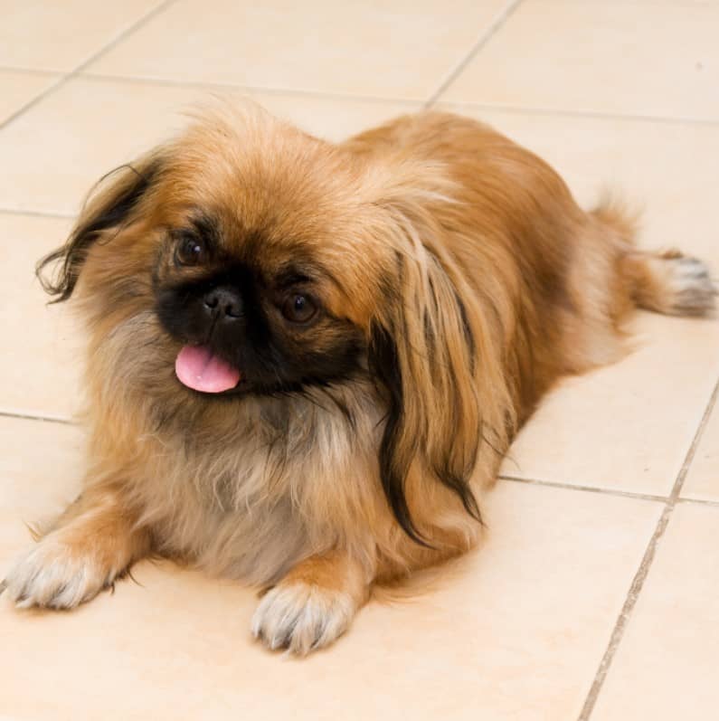 Pekinez Pekingese Ozellikleri Ve Bakimi Pet Ihtiyac Blog