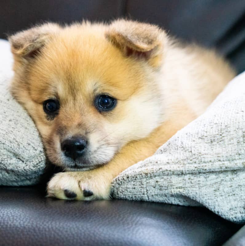 pomsky bakımı