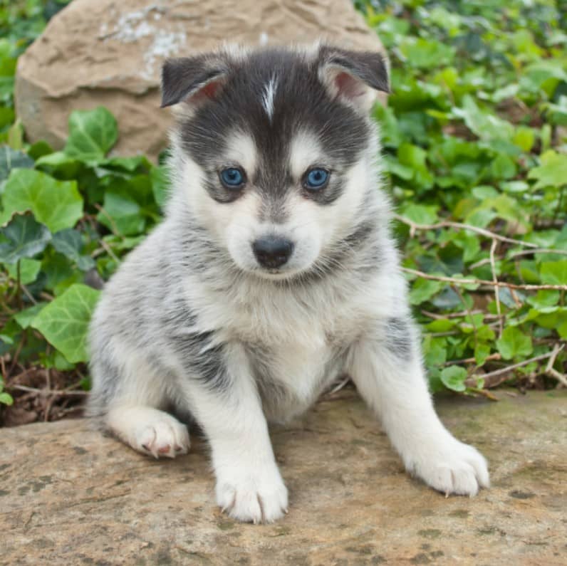 pomsky köpek ırkı