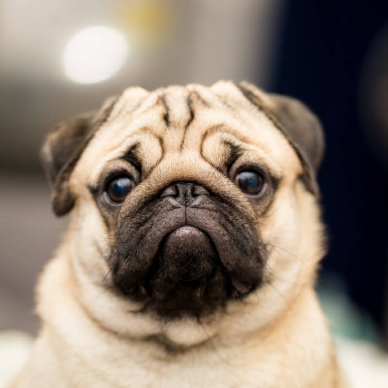 Pug Kopek Irki Ozellikleri Ve Bakimi Pet Ihtiyac Blog