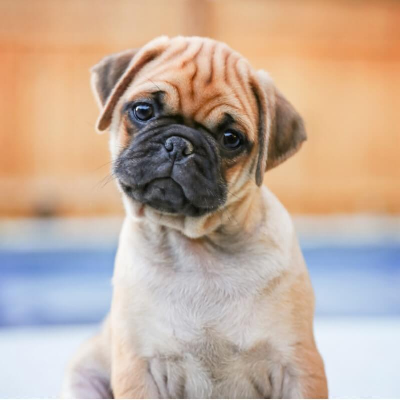 pug